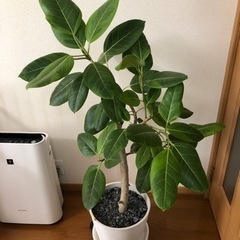 観葉植物　ゴムの木　決まりました！