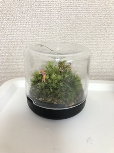 苔テラリウム