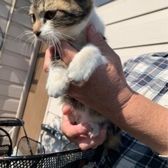 2ヶ月ほどのメス猫　里親様決まりました - 猫