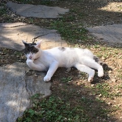 【募集終了】【奇跡的】初対面でもすり寄ってくる人懐っこい子猫(男の子)です＼(^o^)／の画像