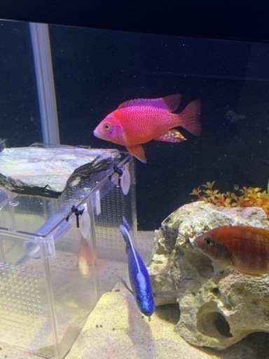 熱帯魚(アフリカンシクリッド)約15匹