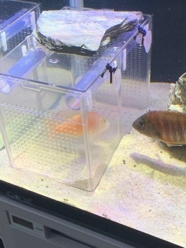 熱帯魚(アフリカンシクリッド)約15匹 【公式通販】