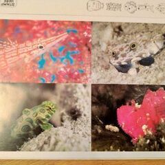 マレーシア/ボルネオ島　水中写真　海の魚　絵葉書　ポストカード　...