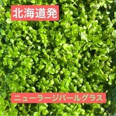 【水草】ニューラージパールグラス　水上葉　8㎝×8㎝