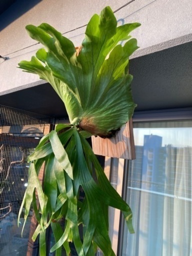 楽天市場】おしゃれ 観葉植物：ビカクシダ コウモリラン