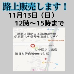闘魚　読谷　路上販売　11月13日(日)