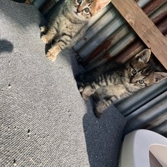 子猫の里親募集♂キジ　里親決定 − 福岡県