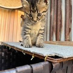 子猫の里親募集♂キジ　里親決定 - 朝倉市