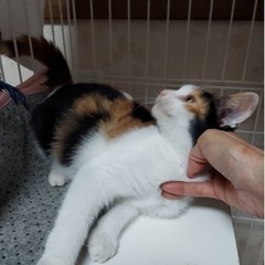 4ヶ月の三毛猫の女の子、里親募集❤️【正式譲渡になりました】 − 愛知県
