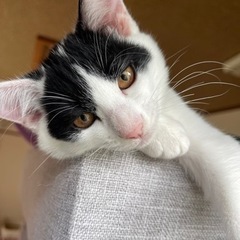急募‼️とても甘えん坊な子猫 推定3ヶ月 - 北津軽郡