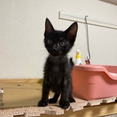 黒猫エルモ