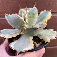 特大 アデニウム アラビカム アガベ 王妃カブトガニ 連棘