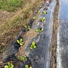 🍆安心　安全な野菜作り　無料　自由参加です。 - 松山市