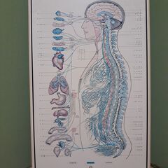 カイロプラクティック【整骨院】整体　自律神経系統図