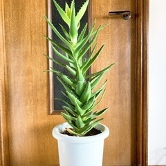 アロエ　鉢植え　高さ約８３センチ