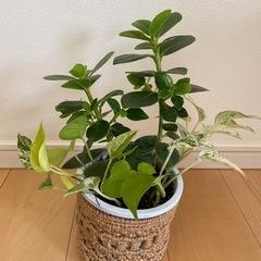 【ネット決済】観葉植物  ボトスとクルシアロゼア