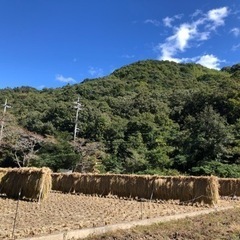 井原市西江原の田んぼ　脱穀🌾