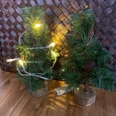 ミニモミの木、クリスマスツリー2本セット