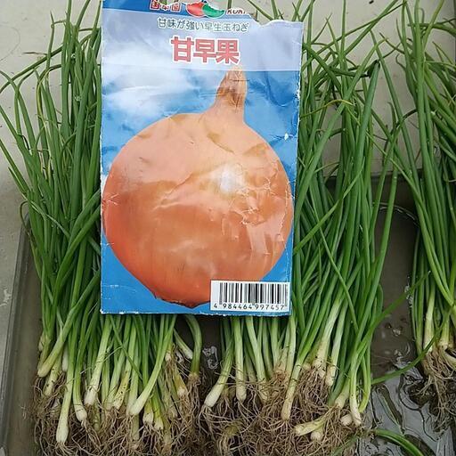 淡路島産 玉ねぎ苗 極早生 100本 たまねぎ苗 玉葱苗