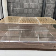 爬虫類ケージ2個即育成セット限定土日プレゼント