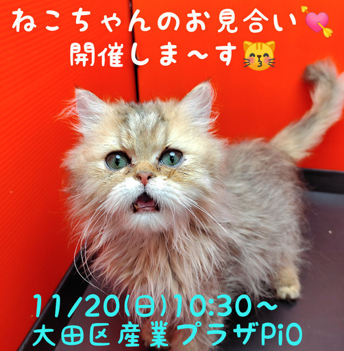 6 15生ペルシャ チンチラゴールデン トライアウト猫 フェアリーたま 蒲田の猫の里親募集 ジモティー