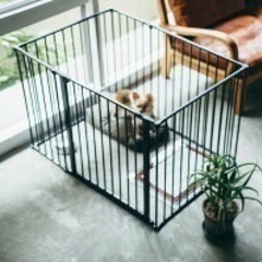 リチャードジノリ ジノリ アンティーク カップ ソーサーまとめ売り-ペットケージ　スカンジナビアンスタイル