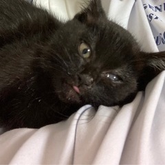かわいい黒の子猫。生後約1ケ月