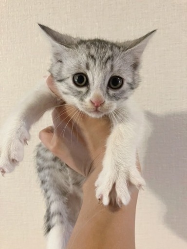 里親さん決定 猫カフェ委託決定 野良が出産した子猫ママは手術済み 香川県 三木町 パレット 三本松の猫の里親募集 ジモティー