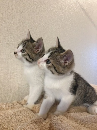 里親さん決定 猫カフェ委託決定 野良が出産した子猫ママは手術済み 香川県 三木町 パレット 三本松の猫の里親募集 ジモティー