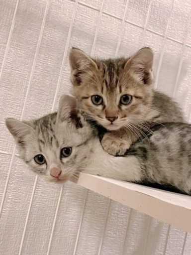 里親さん決定 猫カフェ委託決定 野良が出産した子猫ママは手術済み 香川県 三木町 パレット 三本松の猫の里親募集 ジモティー