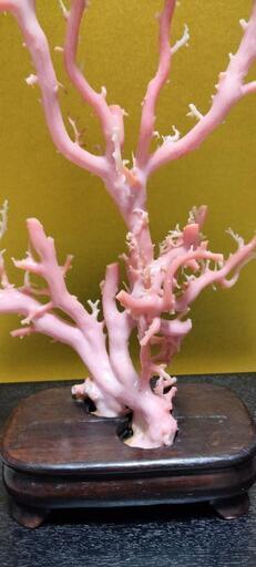 超貴重ピンクサンゴの原木 珊瑚の置物