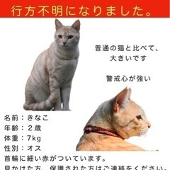 飼い猫が迷子になりました