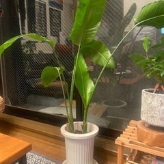 観葉植物　オーガスタ