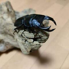 決まりました！ホペイオオクワガタ😊♂♀♀トリオ