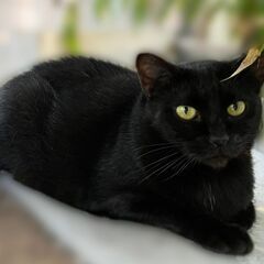 黒猫(飼主さん決まりました。ありがとうございました)