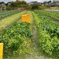 小松菜　無料　終了