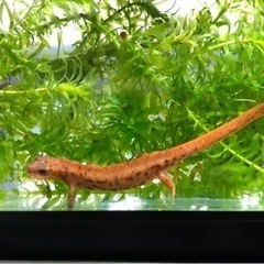 アマミシリケンイモリ卵10個