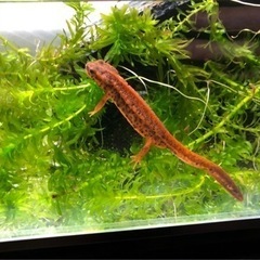 アマミシリケンイモリ卵10個