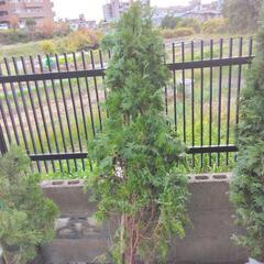 庭木　植木　ニオイヒバ   1.5 M