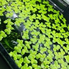 水草