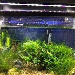 60cm水槽上部フィルター・熱帯魚·ヒーター・LEDライト セット