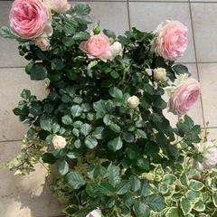 バラの苗　パシュミナ　花持ち抜群、小中輪のかわいいバラ