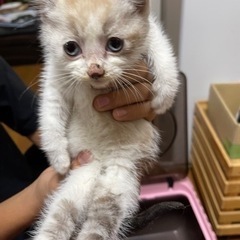 【2頭決定】助けてください　迷い子猫です - 大網白里市