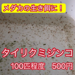 【タイリクミジンコ　100匹程度】めだか　メダカ　生き餌　餌　ニ...