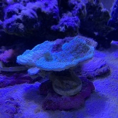 海水　サンゴ　ウスコモンサンゴ　グリーン