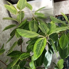 観葉植物　　