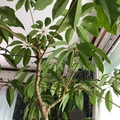 植物　観葉植物