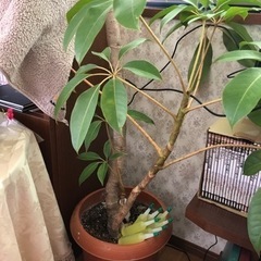 植物　観葉植物