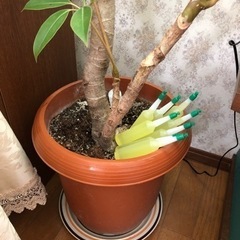 植物　観葉植物