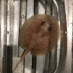 アルビノクロコダイル　ベビー　胎盤約９センチ